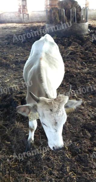 Hungarian grey heifers for sale