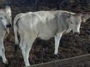 Hungarian grey heifers for sale