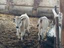 Hungarian grey heifers for sale