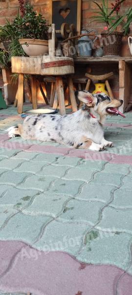 Welsh Corgis sind reinrassige Studentenhunde