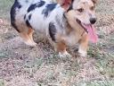 Welsh corgi purebred purebred breeding dogs