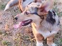 Welsh corgi purebred purebred breeding dogs