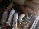 Piglets for sale