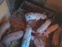 Piglets for sale