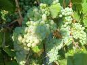 Rhine Riesling grapes for sale