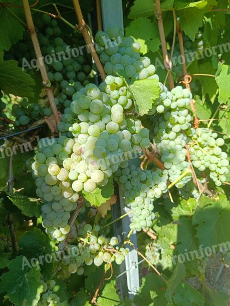 Rhine Riesling grapes for sale