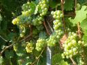 Rhine Riesling grapes for sale