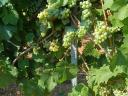 Rhine Riesling grapes for sale