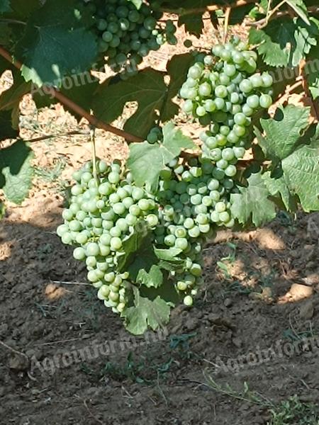 Greenveltelini grapes for sale