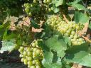 Chardonnay grapes for sale