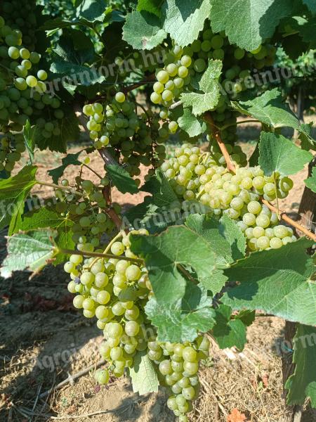 Chardonnay-Trauben zu verkaufen