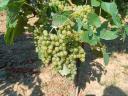 Chardonnay grapes for sale