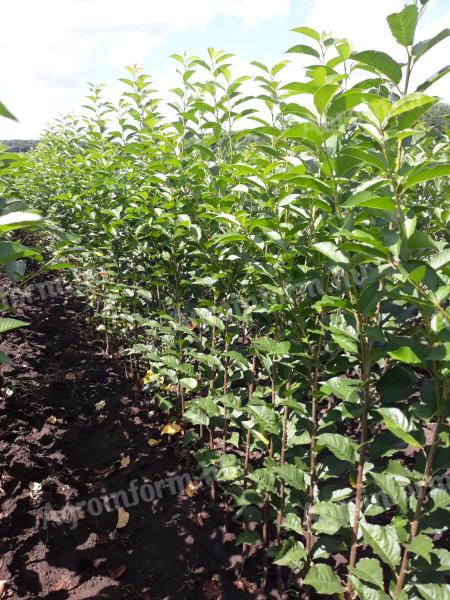 Fruit tree cuttings for sale