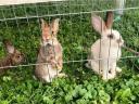 Hungarian giant rabbit and pannonic mixtures