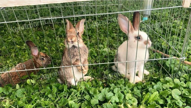 Hungarian giant rabbit and pannonic mixtures