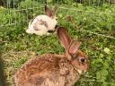 Hungarian giant rabbit and pannonic mixtures