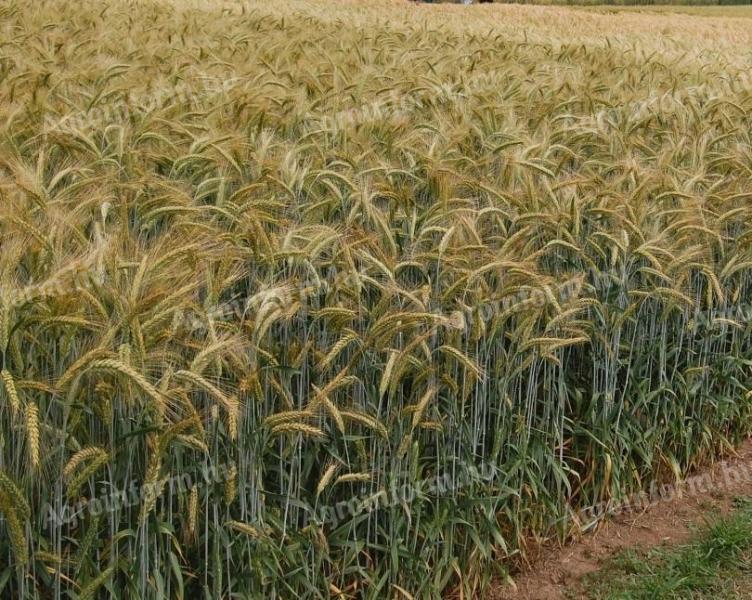 Autumn triticale seed price list 2024