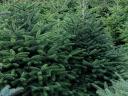 Nordmann fir, Christmas tree for sale