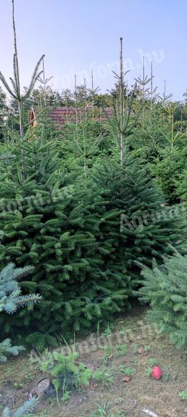 Nordmann fir, Christmas tree for sale