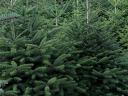 Nordmann fir, Christmas tree for sale