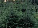 Nordmann fir, Christmas tree for sale