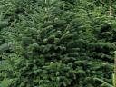 Nordmann fir, Christmas tree for sale