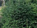 Nordmann fir, Christmas tree for sale