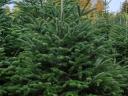 Nordmann fir, Christmas tree for sale