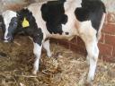 Bull calves for sale