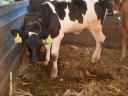 Bull calves for sale