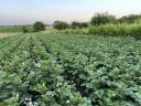 Table potatoes (Agria, Esmee)