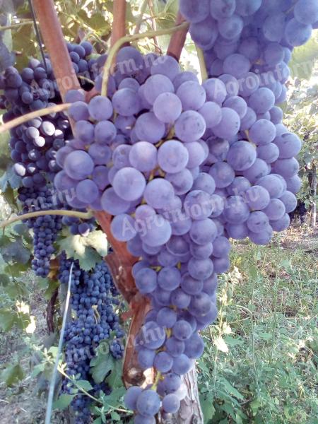 Szekszárd merlot grapes for sale