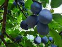 Prunes for sale