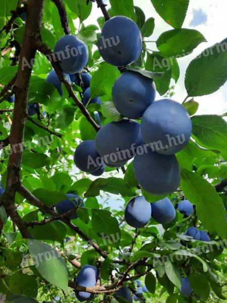 Prunes for sale