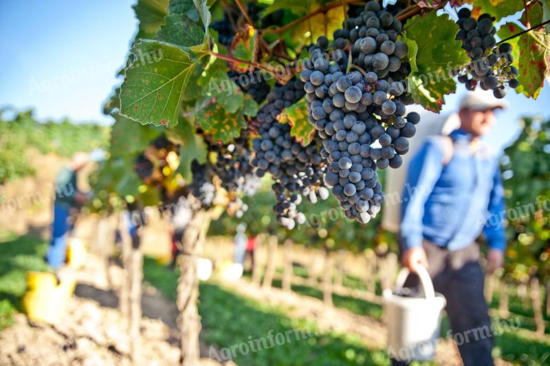 Bezpłatne zbieranie jagód - winogrona Zweigelt - ogromne, duże, zdrowe kiście