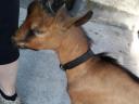 Alpine buck goat for sale