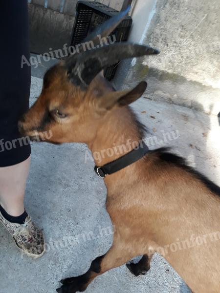 Alpine buck goat for sale