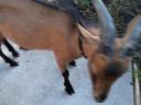 Alpine buck goat for sale