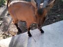 Alpine buck goat for sale