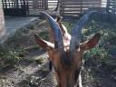 Alpine buck goat for sale