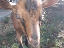 Alpine buck goat for sale