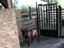 Alpine buck goat for sale