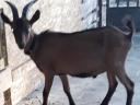 Alpine buck goat for sale