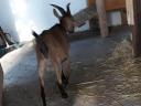 Alpine buck goat for sale