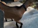 Alpine buck goat for sale