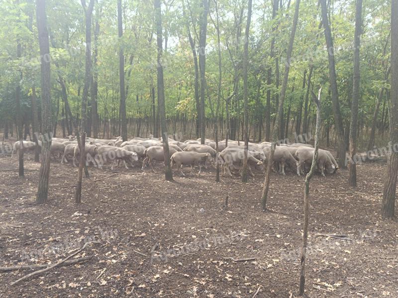 Ewes for sale