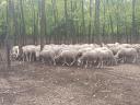 Ewes de vânzare