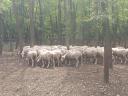 Ewes for sale