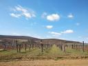 Vineyard for sale