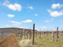 Vineyard for sale